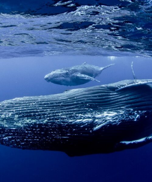 Baleine_Mayotte_Alex_EYNARD