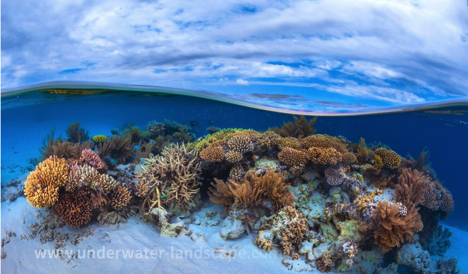 Corail_Mayotte_Gaby_Barathieu