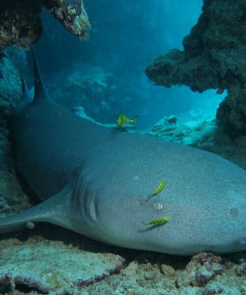 Requin_Dormeur_Mayotte_Alex_EYNARD