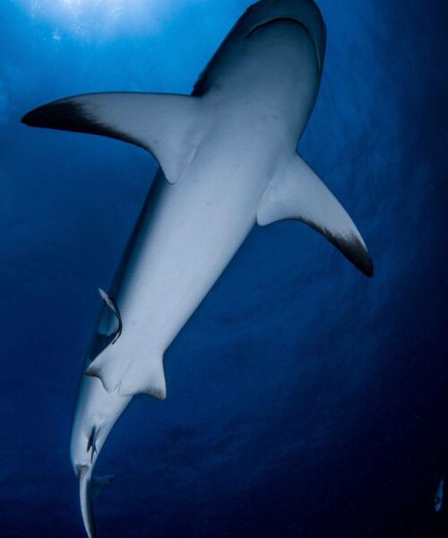 Requin_Mayotte_Alex_EYNARD