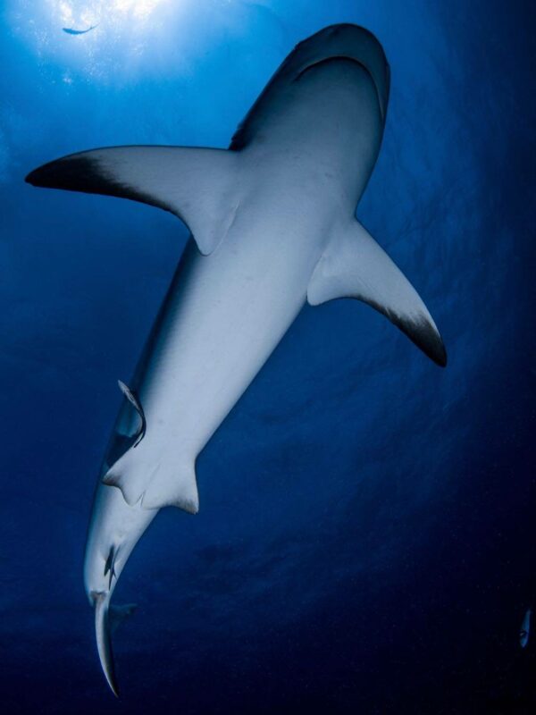 Requin_Mayotte_Alex_EYNARD